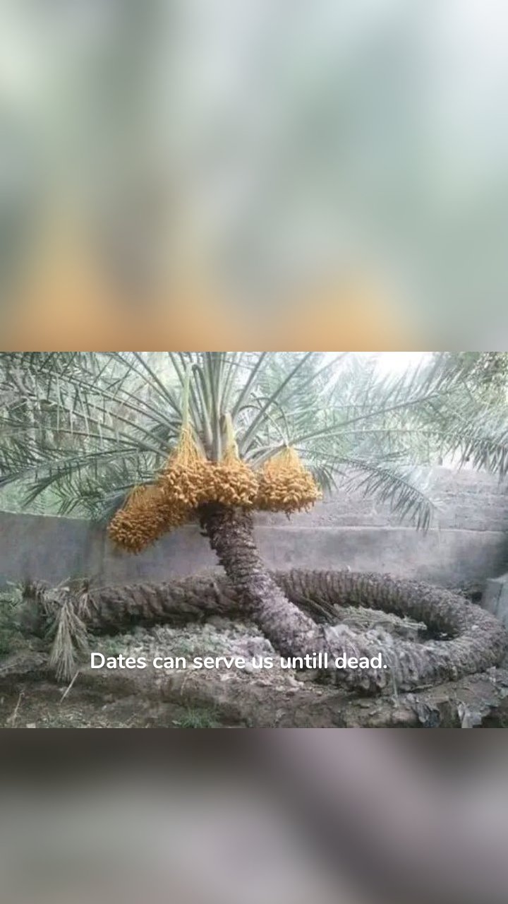 Dates can serve us untill dead.